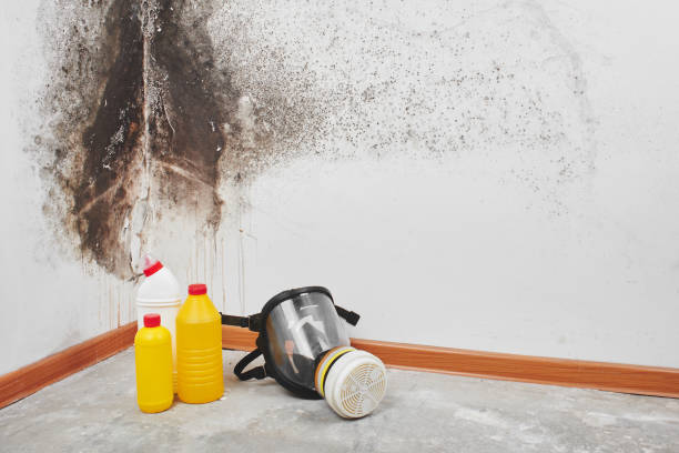 Mold Removal and Inspection in Wixom, MI