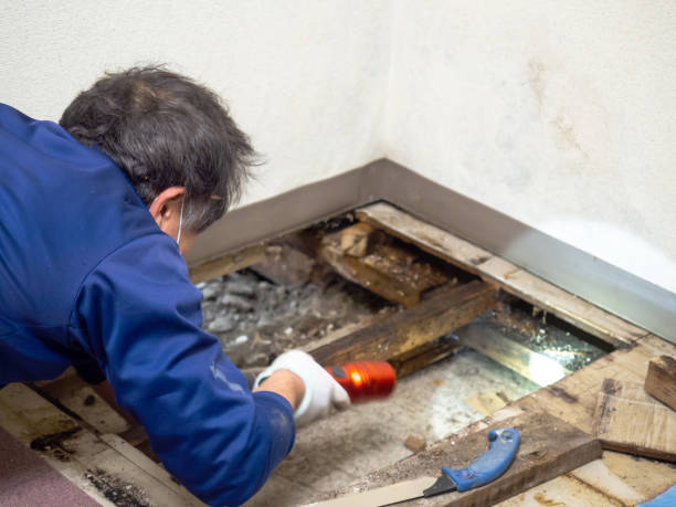Best Office Mold Removal Services  in Wixom, MI