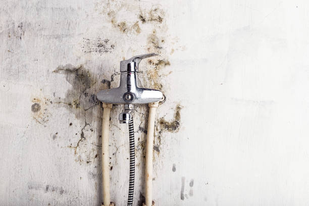 Best Best Mold Removal Companies  in Wixom, MI
