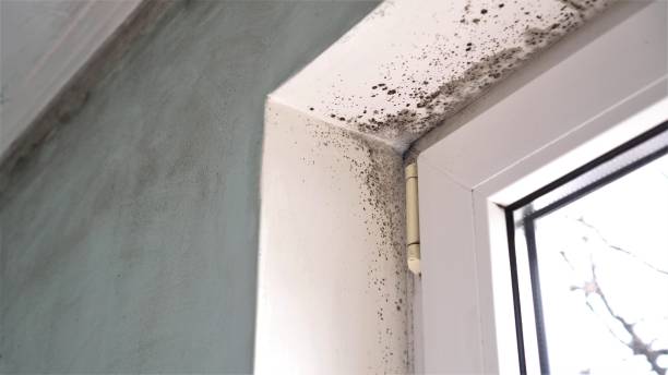 Best Local Mold Removal Service  in Wixom, MI