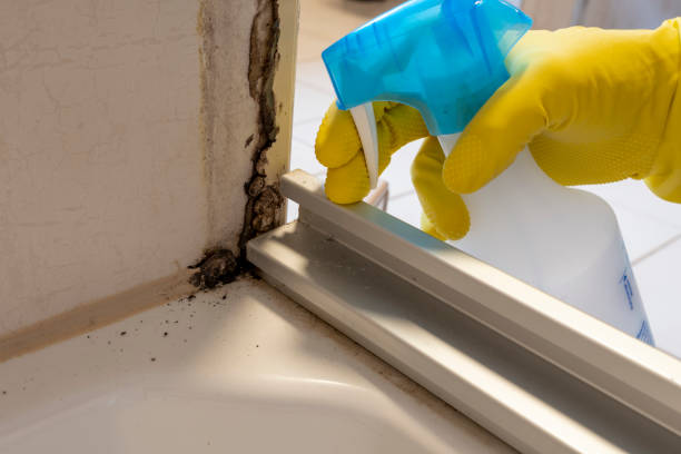 Best Toxic Mold Removal  in Wixom, MI