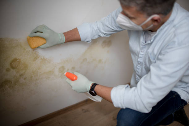 Best Mold Removal Company Near Me  in Wixom, MI