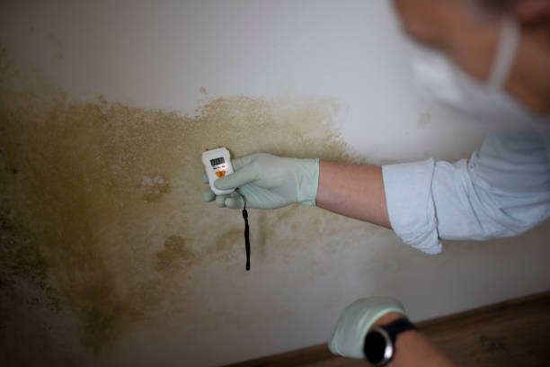 Best Mold Cleaning Services  in Wixom, MI