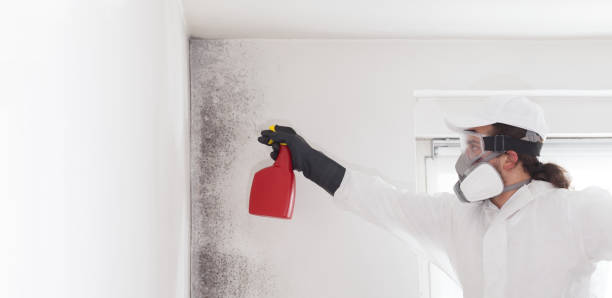 Best Office Mold Removal Services  in Wixom, MI