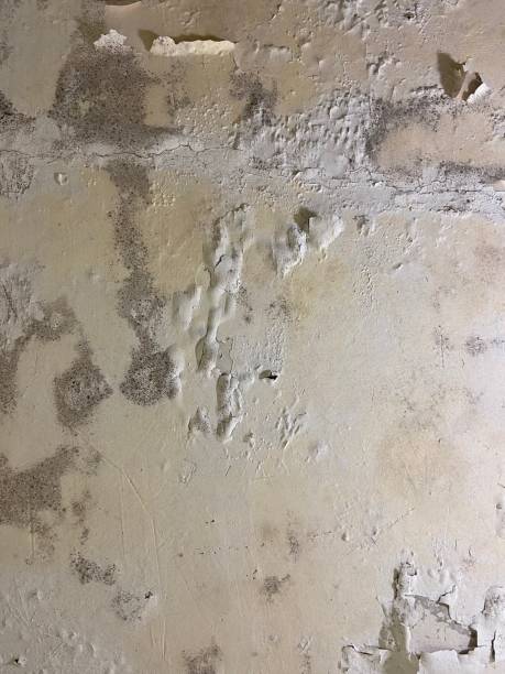 Best Commercial Mold Removal  in Wixom, MI