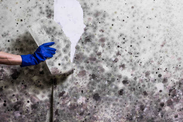 Best Certified Mold Removal  in Wixom, MI