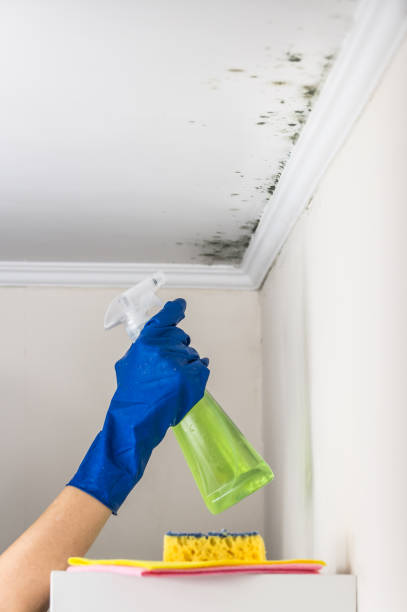 Best Mold Removal Near Me  in Wixom, MI